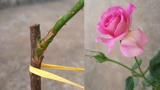 rose easiest and most successful grafting method  rose bud grafting new technique