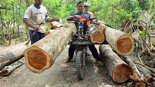 the extraordinary skills of the wooden crossbar motorcycle taxi carrying large and long teak wood