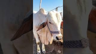 MashAllah kala mandi latest update #views #cow #trending #peshawer