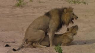 Father and son on safari - mating lions