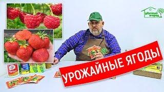 Как вырастить урожайные ягоды?