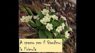 A SPASSO PER IL GIARDINO LA PRIMULA - Il Giardino