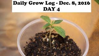 Daily Cannabis Grow Log - Dec. 8