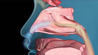 The Common Cold How We Catch It and Treat The Symptoms