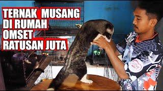 TERNAK MUSANG UNTUNG RATUSAN JUTA SEKALI PANEN ANAKANYA SEEKOR SEHARGA NMAX 1