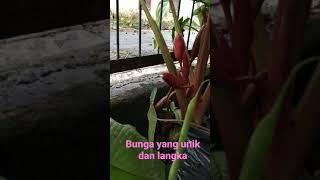 Bunga yang unik dan langka#shorts