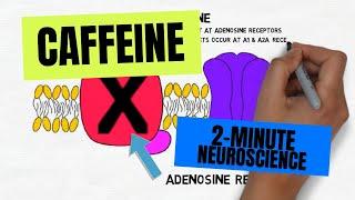 2-Minute Neuroscience Caffeine