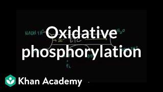 Regulation of Oxidative Phosphorylation