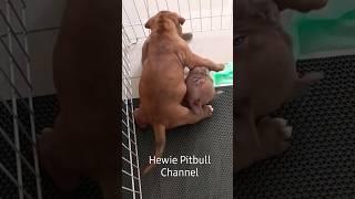 COCON PUPPY HEWIE KECIL2 GALAK BANGET #hewiepitbull  #funnydogs