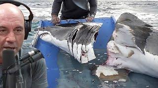 JRE ¡El Monstruo Marino Gigante Que Muerde Al Gran Tiburón Blanco Por La Mitad