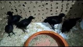 How to identify sex in ayam cemani