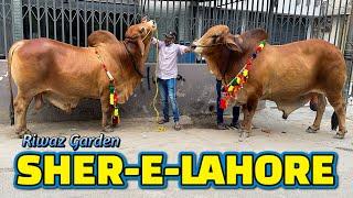 SHER E LAHORE RIWAZ GARDEN FULL HEAVY BULLS BAKRA EID 2022