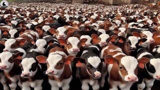 Esta nueva raza ganado genera millones dólares en ingresos cada año a los agricultores granja vaca