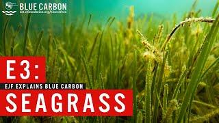 Blue carbon  How seagrass is our oceans wonder plant and their role in fighting climate change