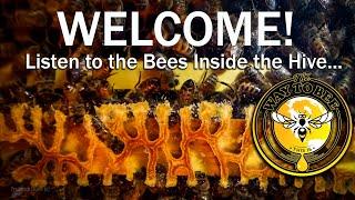 The Healing Sound of Bees the Hive. ASMR proven health benefits when you relaxe watch and listen.