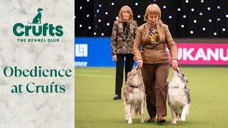 Obedient Pups  The Best of Obedience at Crufts