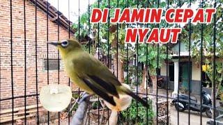 Terapi pleci cepat buka paruh di jamin plecimu cepat nyaut