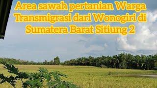 Area Persawahan Warga Transmigrasi di Sitiung 2 Dharmasraya Sumatera Barat asal Wonogiri Jawa Tengah
