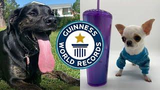 COOLEST ANIMAL RECORDS OF 2023  Guinness World Records