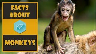Fun Facts about Monkeys - Kids Education with KZ Learning