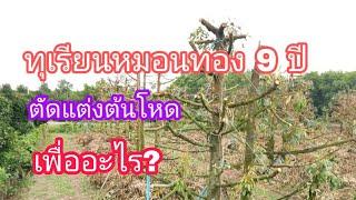 JN-EP44 ทุเรียนบอนไซ ทำไมเจ๊จุ๋มต้องตัดใจ ตัดแต่งทรงพุ่มโหด ทุเรียนหมอนทอง อายุ 9 ปี