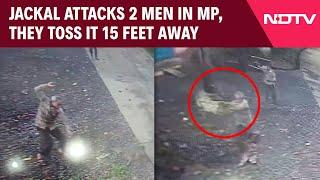 Madhya Pradesh News  Jackal Attacks 2 Men In Madhya Pradesh They Toss It 15 Feet Away