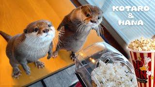 Otter Reaction to Popcorn Maker