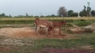 Super Murrah Donkey With Horse First Time 2020 - Animal Breeding