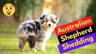 When Do Australian Shepherds Shed their Puppy Coat?