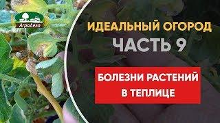 Болезни растений огурцов и помидоров в теплице - Идеальный огород. Часть 9