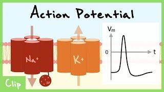 Action Potential Propagation And The Refractory Period Explained Relative and Absolute  Clip