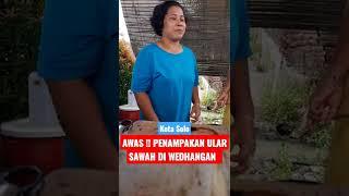 penampakkan ular sawah di wedhangan. emak-emak panik #shorts #video #surakarta #snake #ular #sawah