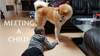 AKITA INU - Meeting A Child  秋田犬