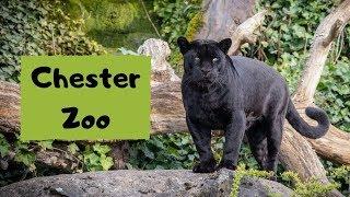 Chester Zoo - Short Documentary
