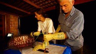 The Shocking Biology Of Electric Eels  EELS  River Monsters