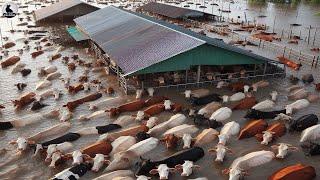 ¡DOLOROSO La Inundación Acabó Con 9 Millones De Vacas ¿Qué Deben Hacer Los Agricultores?