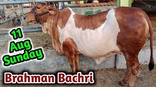 Cholistani Brahman Bachri  Kitny Ki Honi Chaheay?  Multan Cow Mandi Sunday Price Update