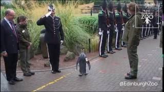 Sir Nils Olav promoted to Brigadier by Norwegian Kings Guard