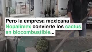 ¿COMBUSTIBLE HECHO DE CÁCTUS? SI Y LO HACEN EN MÉXICO ENTÉRATE AQUÍ