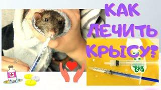 ЛЕЧЕНИЕ КРЫСЫ  КАК ДАТЬ КРЫСЕ ЛЕКАРСТВО?  КАК ДЕЛА У СЁМЫ?  КРЫСА ЗАБОЛЕЛА КАК ЛЕЧИТЬ КРЫСУ ?