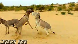 Donkey enjoying  Donkey masti  Desert Donkey #Desertlife #donkeyfighting