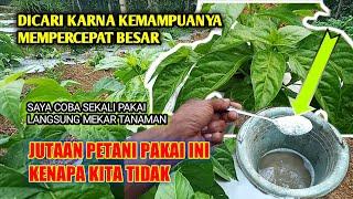 DIBURU PETANI  PUPUK INI MAMPU MERIMBUNKAN SEKALI PAKAI SEHAT SELAMANYA..