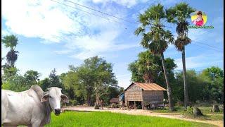 Rural life Activity  Rural life In Cambodia EP1