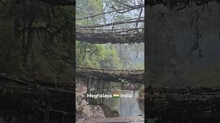 Dvokatni živi most #meghalaya #india #nature