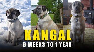 TURKISH KANGAL DOG - EVOLUTION  8 WEEKS TO 1 YEAR