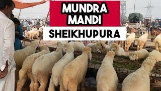 Pure Mundra Chatra Mandi in Sheikhupura  Mundra Chatra for sale in sheikhupura Pakistan