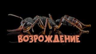 Возрождение империи harpegnathos venator.В конце видео новый хищник