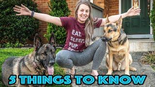 5 Things to Know Before Getting a German Shepherd