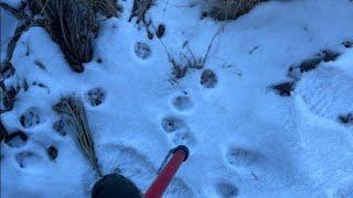 Bobcat line 2324 check day 12292023 slow check but definitely got some signs