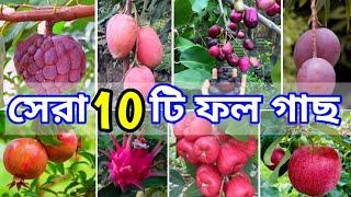 এই 10টি ফলের গাছ ই ছাদের জন্য সেরা. My Garden Overview. Best Fruiting Plants on rooftop Garden